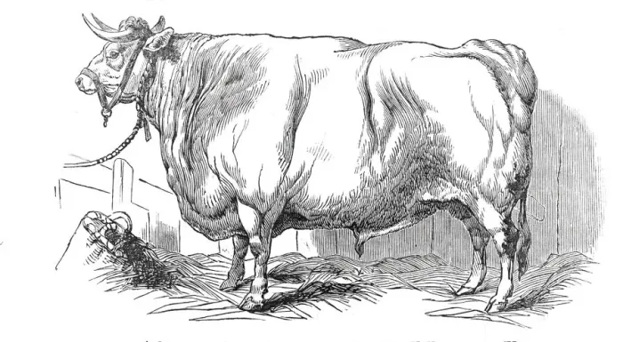 Framed Print : Mr. Smiths 3 years and 3 / 4 months old short-horned steer - prize £20 Framed Print : Mr. Smiths 3 years and 3 / 4 months old short-horned steer - prize £20