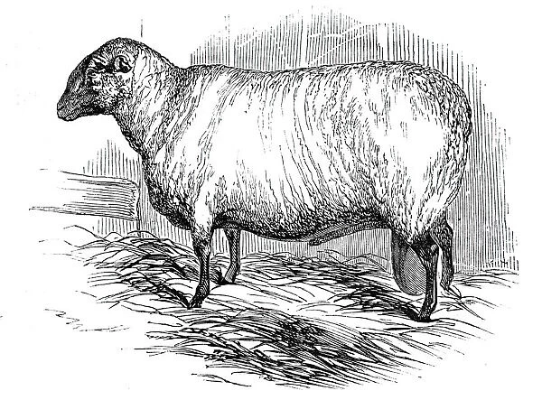 Mr. T. Huttons Hampshire Down ram, 1844. Creator: Unknown