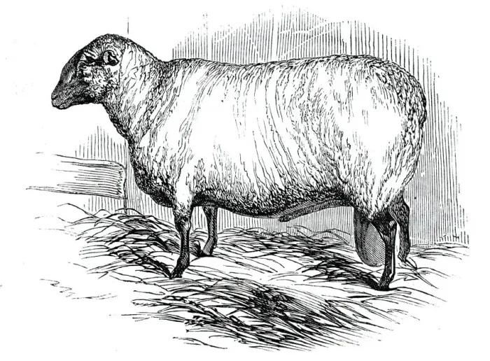 Framed Print : Mr. T. Huttons Hampshire Down ram, 1844. Creator: Unknown Framed Print : Mr. T. Huttons Hampshire Down ram, 1844. Creator: Unknown