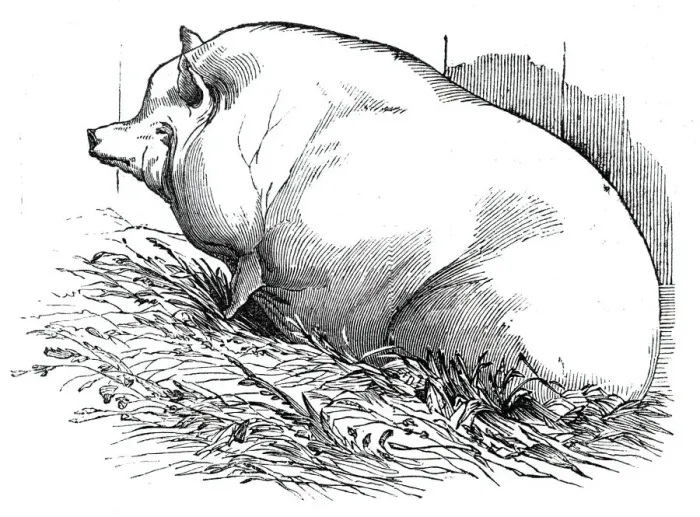 Framed Print : Mr. T. M. Goodlakes Wadley boar, 1844. Creator: Unknown Framed Print : Mr. T. M. Goodlakes Wadley boar, 1844. Creator: Unknown