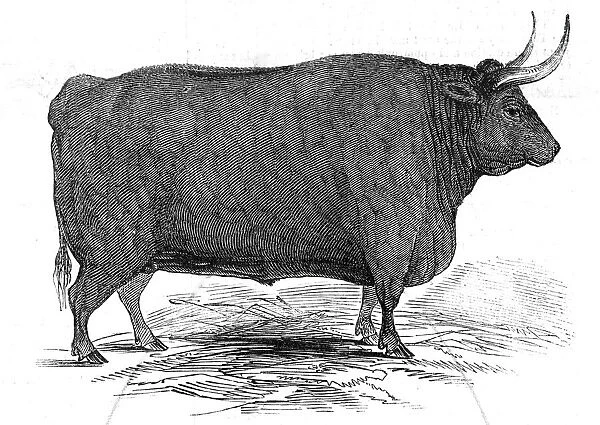 Mr. T. W. Fouracres 3 yrs. 11 mo. old Devon steer... 1845. Creator: Unknown