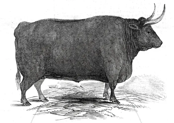 Framed Print : Mr. T. W. Fouracres 3 yrs. 11 mo. old Devon steer... 1845. Creator: Unknown Framed Print : Mr. T. W. Fouracres 3 yrs. 11 mo. old Devon steer... 1845. Creator: Unknown
