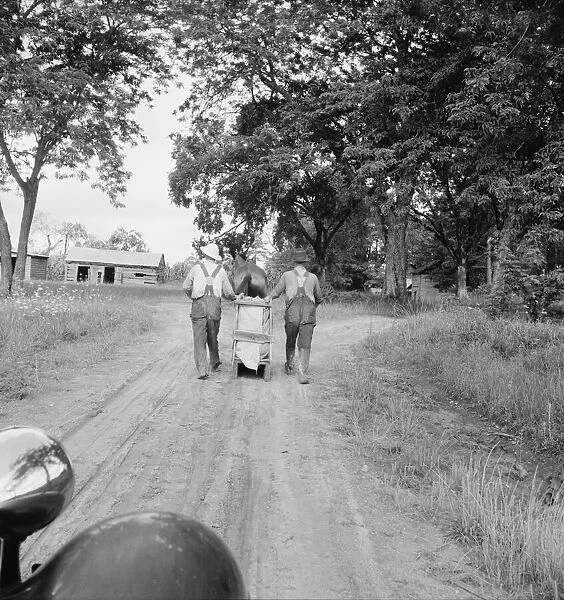 Mr. Taylor and wage laborer slide tobacco to the barn... Granville County, North Carolina, 1939. Creator: Dorothea Lange