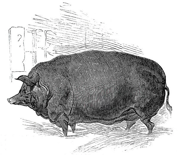 Mr. W. F. Hobbes improved Essex boar, 1844. Creator: Unknown