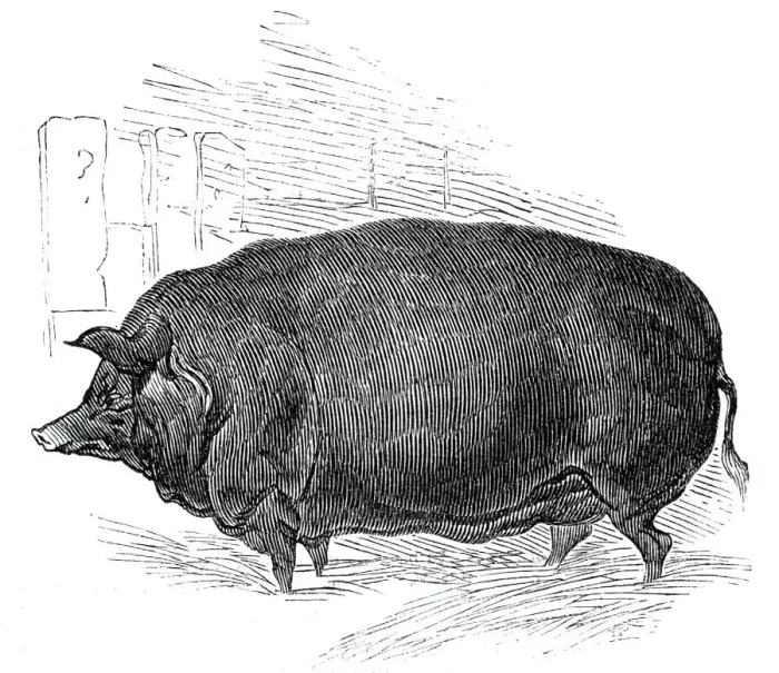 Framed Print : Mr. W. F. Hobbes improved Essex boar, 1844. Creator: Unknown Framed Print : Mr. W. F. Hobbes improved Essex boar, 1844. Creator: Unknown