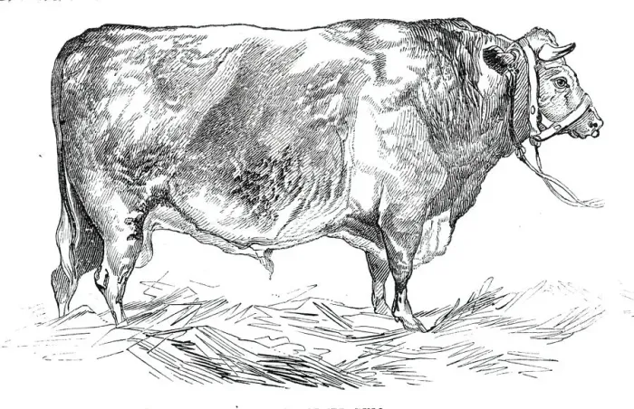 Framed Print : Mr. W. Foulds short-horned bull, 1844. Creator: Unknown Framed Print : Mr. W. Foulds short-horned bull, 1844. Creator: Unknown