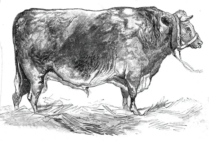 Framed Print : Mr. W. Fouldss short-horned bull, 1844. Creator: Unknown Framed Print : Mr. W. Fouldss short-horned bull, 1844. Creator: Unknown