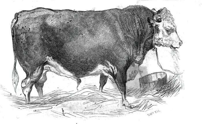Framed Print : Mr. W. Perrys Hereford bull, 1844. Creator: Unknown Framed Print : Mr. W. Perrys Hereford bull, 1844. Creator: Unknown