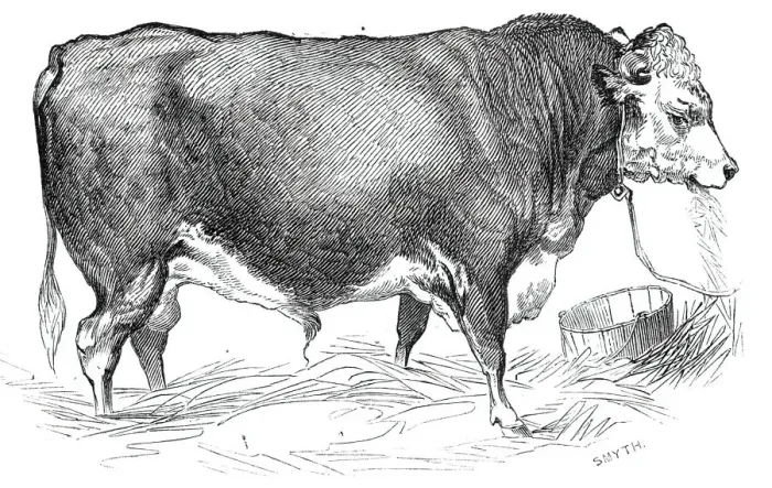 Framed Print : Mr. W. Perrys Hereford bull, 1844. Creator: Unknown Framed Print : Mr. W. Perrys Hereford bull, 1844. Creator: Unknown