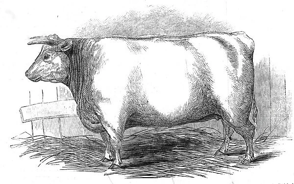 Mr. W. Trinders 3 yrs. 10 mo. Old Durham heifer... 1845. Creator: Unknown