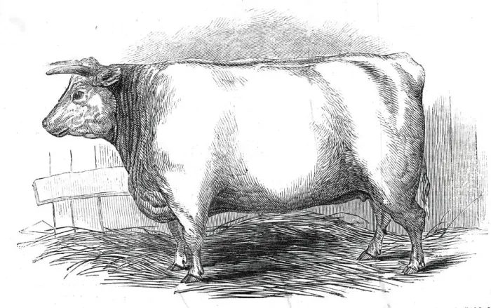 Framed Print : Mr. W. Trinders 3 yrs. 10 mo. Old Durham heifer... 1845. Creator: Unknown Framed Print : Mr. W. Trinders 3 yrs. 10 mo. Old Durham heifer... 1845. Creator: Unknown