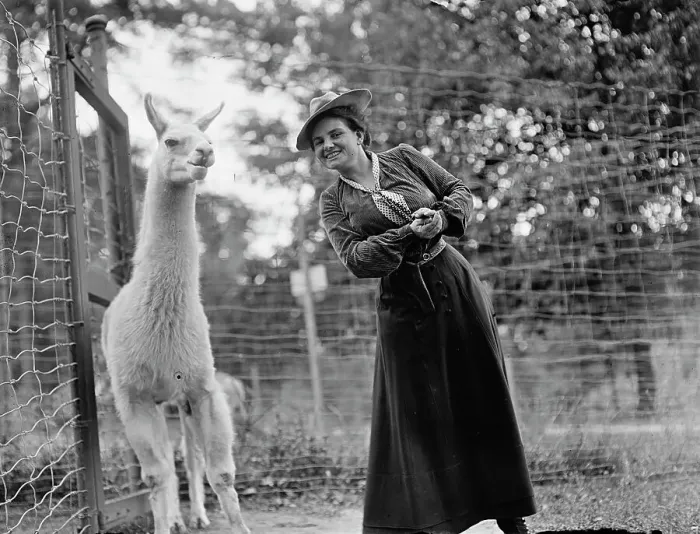Framed Print : Mrs. Franklin Adams, nee Harriet Chalmers, at Zoo with Llama, 1912. Creator: Harris & Ewing. Mrs. Franklin Adams, nee Harriet Chalmers, at Zoo with Llama, 1912. Creator: Harris & Ewing Framed Print : Mrs. Franklin Adams, nee Harriet Chalmers, at Zoo with Llama, 1912. Creator: Harris & Ewing. Mrs. Franklin Adams, nee Harriet Chalmers, at Zoo with Llama, 1912. Creator: Harris & Ewing