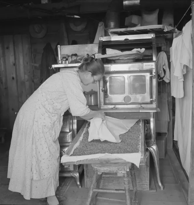 Framed Print : Mrs. Hull drying corn, Dead Ox Flat, Malheur County, Oregon, 1939. Creator: Dorothea Lange Framed Print : Mrs. Hull drying corn, Dead Ox Flat, Malheur County, Oregon, 1939. Creator: Dorothea Lange