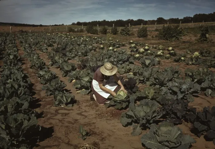 Framed Print : Mrs. Jim Norris with homegrown cabbage, one of the many vegetables... Pie Town, New Mexico, 1940. Creator: Russell Lee Framed Print : Mrs. Jim Norris with homegrown cabbage, one of the many vegetables... Pie Town, New Mexico, 1940. Creator: Russell Lee