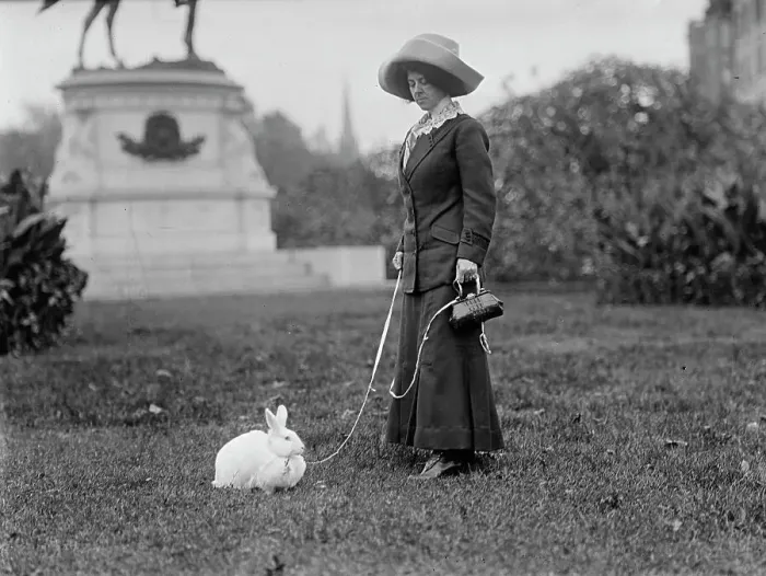 Framed Print : Mrs. J.R. Band with Pet Rabbit, 1911. Creator: Harris & Ewing. Mrs. J.R. Band with Pet Rabbit, 1911. Creator: Harris & Ewing Framed Print : Mrs. J.R. Band with Pet Rabbit, 1911. Creator: Harris & Ewing. Mrs. J.R. Band with Pet Rabbit, 1911. Creator: Harris & Ewing