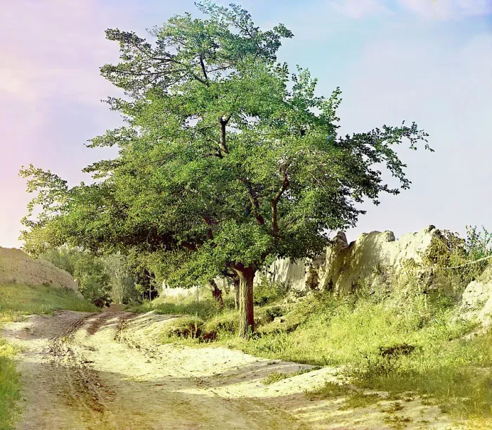 Framed Print : Mulberry tree, Samarkand, between 1905 and 1915. Creator: Sergey Mikhaylovich Prokudin-Gorsky Framed Print : Mulberry tree, Samarkand, between 1905 and 1915. Creator: Sergey Mikhaylovich Prokudin-Gorsky