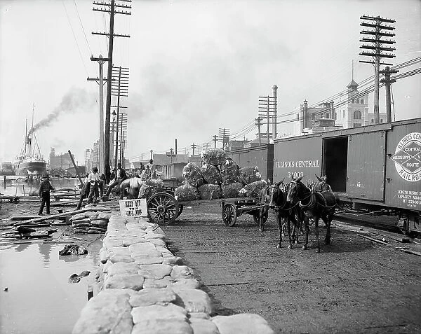 Mule teams and the levee, New Orleans, Louisiana, between 1900 and 1910. Creator: Unknown