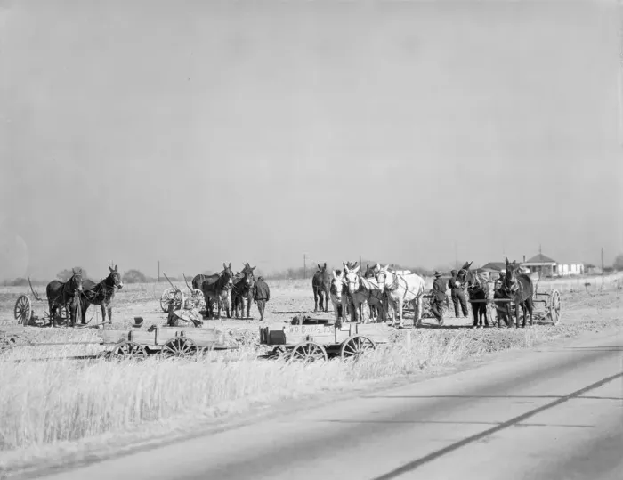 Framed Print : Mule teams near Montgomery, Alabama, 1935. Creator: Walker Evans Framed Print : Mule teams near Montgomery, Alabama, 1935. Creator: Walker Evans