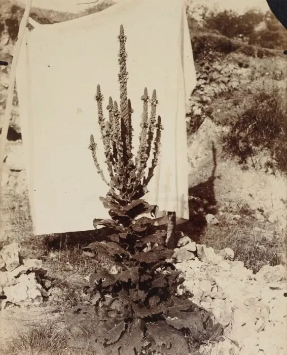 Framed Print : Mullein in Bloom, c. 1897-1899. Creator: Eugene Atget (French, 1857-1927) Framed Print : Mullein in Bloom, c. 1897-1899. Creator: Eugene Atget (French, 1857-1927)