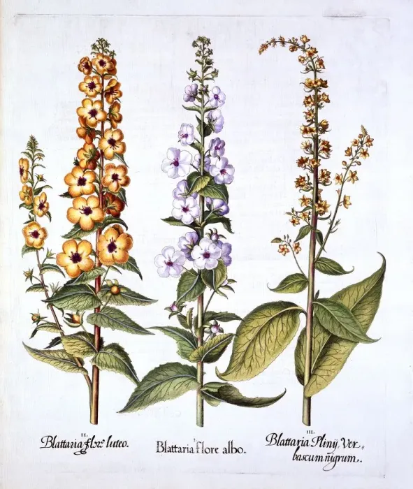 Framed Print : Mullein, genus Verbascum, from Hortus Eystettensis, by Basil Besler (1561-1629), pub Framed Print : Mullein, genus Verbascum, from Hortus Eystettensis, by Basil Besler (1561-1629), pub