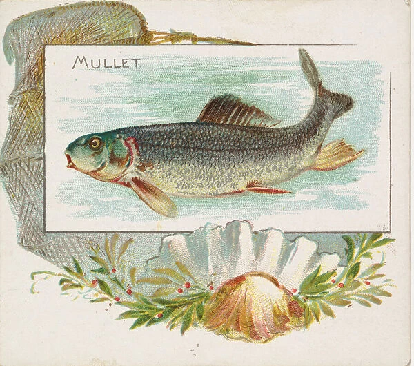 Mullet, from Fish from American Waters series (N39) for Allen & Ginter Cigarettes
