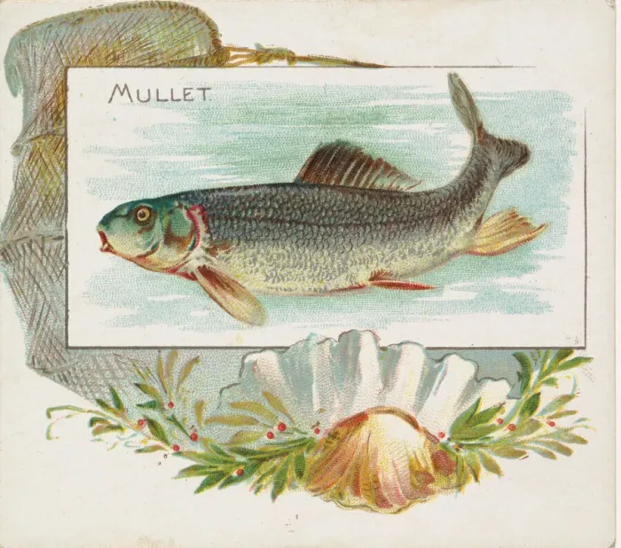 Framed Print : Mullet, from Fish from American Waters series (N39) for Allen & Ginter Cigarettes