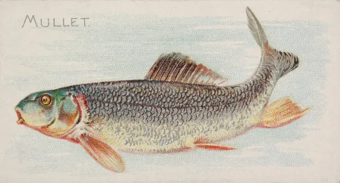 Framed Print : Mullet, from the Fish from American Waters series (N8) for Allen & Framed Print : Mullet, from the Fish from American Waters series (N8) for Allen &