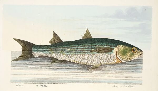 The Mullet, from A Treatise on Fish and Fish-ponds, pub. 1832 (hand coloured engraving)