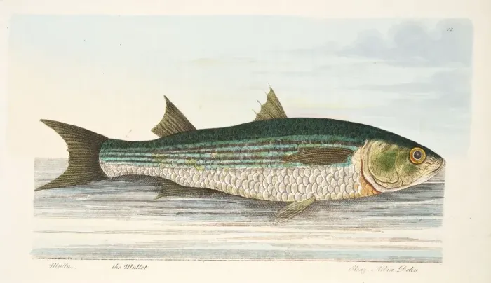 Framed Print : The Mullet, from A Treatise on Fish and Fish-ponds, pub. 1832 (hand coloured engraving) Framed Print : The Mullet, from A Treatise on Fish and Fish-ponds, pub. 1832 (hand coloured engraving)