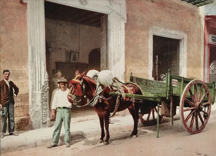 Framed Print : Un Mulo de la Habana, c1900. Creator: William H. Jackson Framed Print : Un Mulo de la Habana, c1900. Creator: William H. Jackson