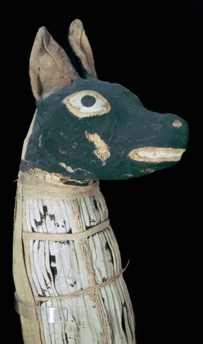 Framed Print : Mummy of a dog possibly representing Anubis Framed Print : Mummy of a dog possibly representing Anubis
