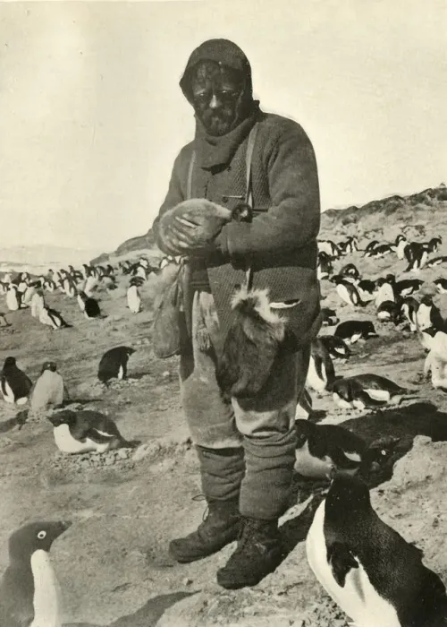 Framed Print : Murray Holding Young Penguins, c1908, (1909) Framed Print : Murray Holding Young Penguins, c1908, (1909)