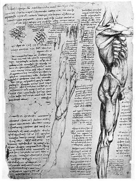 Muscle studies, late 15th or early 16th century (1954). Artist: Leonardo da Vinci