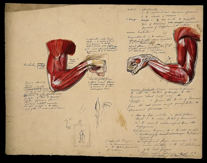Framed Print : Muscles of the arm and hand: two figures, showing the arm bent at the elbow... 1800-1899. Creator: Unknown Framed Print : Muscles of the arm and hand: two figures, showing the arm bent at the elbow... 1800-1899. Creator: Unknown