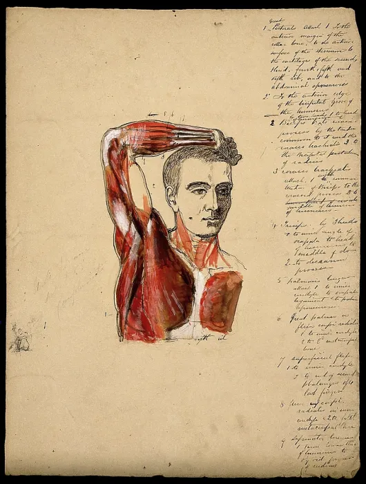 Framed Print : Muscles of the arm, shoulder and chest, front view: male ecorche figure holding right... 1800-1899. Creator: Unknown Framed Print : Muscles of the arm, shoulder and chest, front view: male ecorche figure holding right... 1800-1899. Creator: Unknown