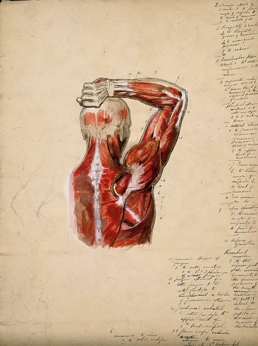 Framed Print : Muscles of the arm, shoulder and chest, back view: male ecorche figure holding right... 1800-1899. Creator: Unknown Framed Print : Muscles of the arm, shoulder and chest, back view: male ecorche figure holding right... 1800-1899. Creator: Unknown