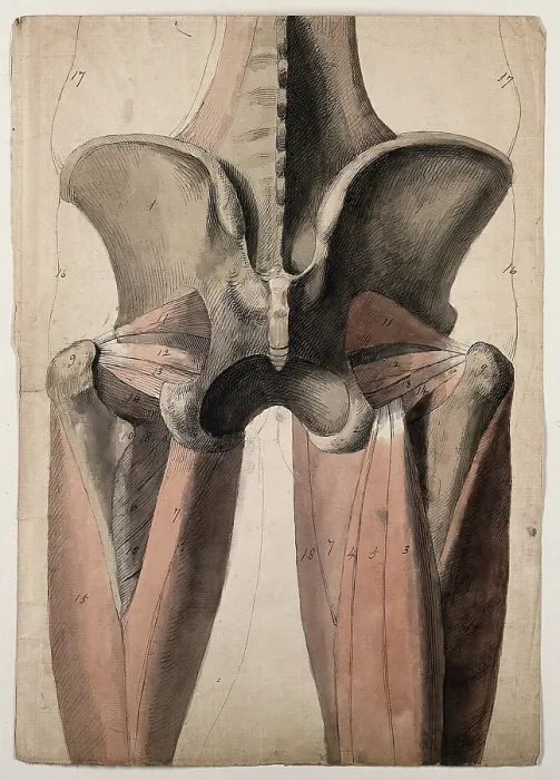 Framed Print : The muscles and bones of the pelvis and thighs, 1815. Creator: Charles Landseer Framed Print : The muscles and bones of the pelvis and thighs, 1815. Creator: Charles Landseer