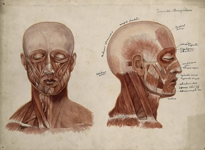 Framed Print : Muscles of the head and neck: two ecorche figures, 1880. Creator: Jeannette Mongredien Framed Print : Muscles of the head and neck: two ecorche figures, 1880. Creator: Jeannette Mongredien