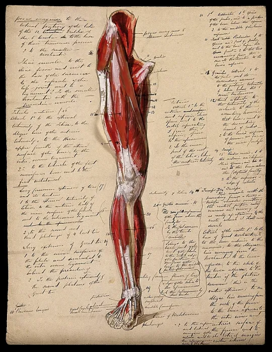 Framed Print : Muscles of the leg and foot: front view, 1800-1899. Creator: Unknown Framed Print : Muscles of the leg and foot: front view, 1800-1899. Creator: Unknown