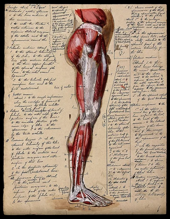 Framed Print : Muscles of the leg and foot: side view, 1800-1899. Creator: Unknown Framed Print : Muscles of the leg and foot: side view, 1800-1899. Creator: Unknown