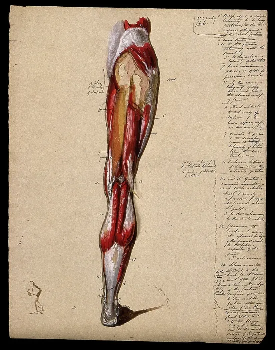 Framed Print : Muscles of the leg and foot: back view, with thumbnail ink sketch of walking figure, 1800-1899. Creator: Unknown