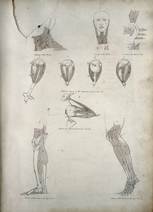 Framed Print : Muscles of the neck, ear, eye, and lower limb: ten figures, between 1800 and 1899. Creator: Unknown Framed Print : Muscles of the neck, ear, eye, and lower limb: ten figures, between 1800 and 1899. Creator: Unknown