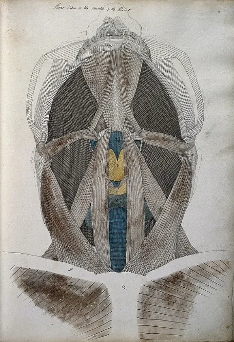 Framed Print : Muscles of the neck: front view from below, between 1800 and 1899. Creator: Unknown Framed Print : Muscles of the neck: front view from below, between 1800 and 1899. Creator: Unknown