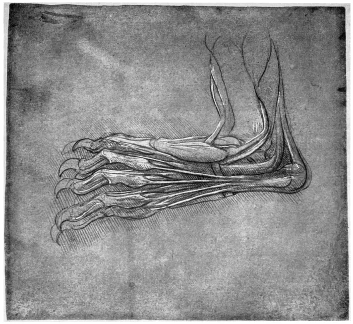 Framed Print : Muscles and sinews in a foot, possibly of a hare, late 15th or early 16th century (1954). Artist: Leonardo da Vinci Framed Print : Muscles and sinews in a foot, possibly of a hare, late 15th or early 16th century (1954). Artist: Leonardo da Vinci