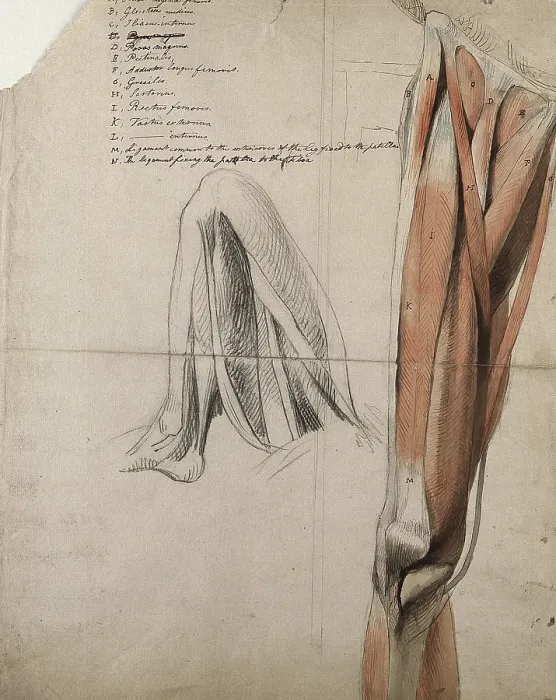 Framed Print : The muscles and tendons of the leg: two figures, including a black chalk sketch of a leg... 1815. Creator: Charles Landseer Framed Print : The muscles and tendons of the leg: two figures, including a black chalk sketch of a leg... 1815. Creator: Charles Landseer