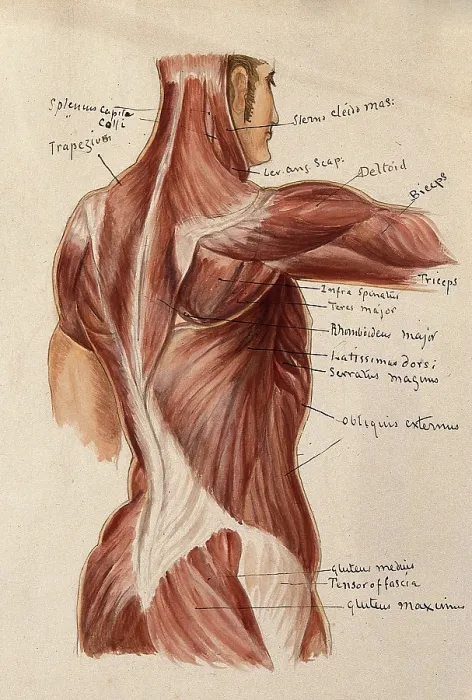 Framed Print : Muscles of the trunk: an ecorche figures showing a side view of the torso, 1880. Creator: Adele Mongredien Framed Print : Muscles of the trunk: an ecorche figures showing a side view of the torso, 1880. Creator: Adele Mongredien