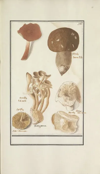 Framed Print : Mushrooms, 1596-1610. Creators: Anselmus de Boodt, Elias Verhulst Framed Print : Mushrooms, 1596-1610. Creators: Anselmus de Boodt, Elias Verhulst
