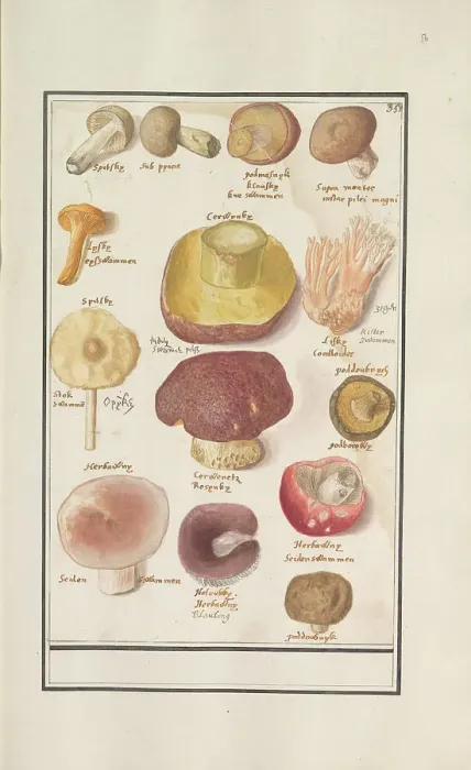 Framed Print : Mushrooms, 1596-1610. Creators: Anselmus de Boodt, Elias Verhulst Framed Print : Mushrooms, 1596-1610. Creators: Anselmus de Boodt, Elias Verhulst