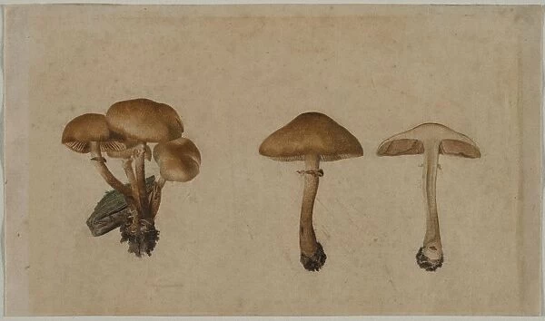 Mushrooms, 1751. Creator: Georg Wilhelm Baurenfeind (German, c. 1710-1763)
