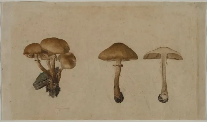 Framed Print : Mushrooms, 1751. Creator: Georg Wilhelm Baurenfeind (German, c. 1710-1763) Framed Print : Mushrooms, 1751. Creator: Georg Wilhelm Baurenfeind (German, c. 1710-1763)